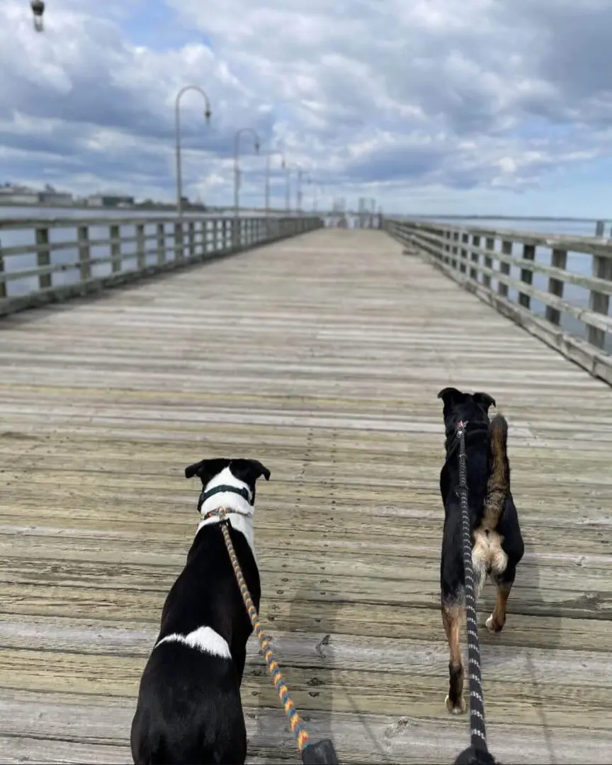 Two dogs standing on a wooden pier looking out at the water.