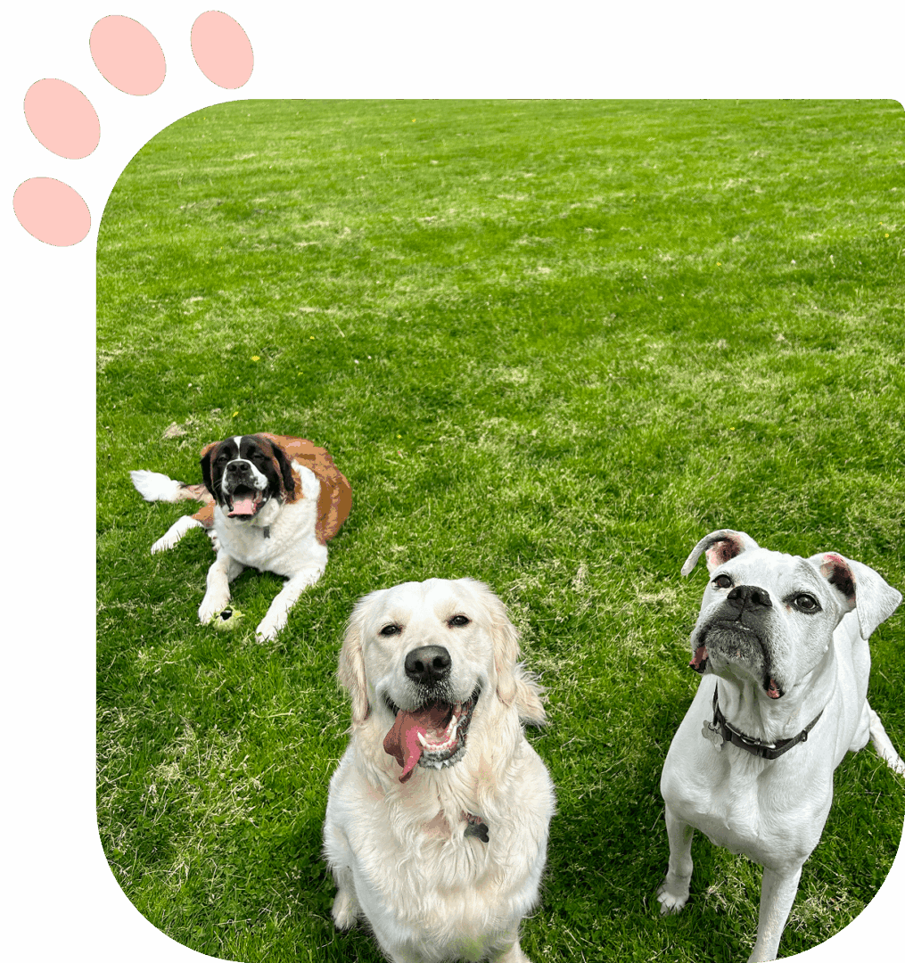 Three dogs sitting attentively on green grass, looking up.