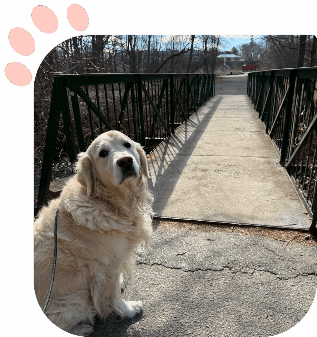 Golden retriever sitting by a rustic bridge on a sunny day.
