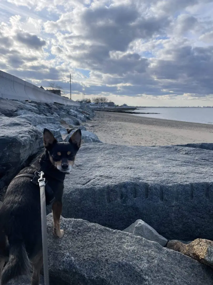 A dog on a leash near rocky beach under cloudy sky.