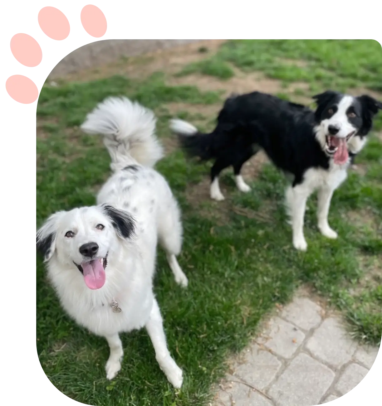 White speckled dog and black collie smiling