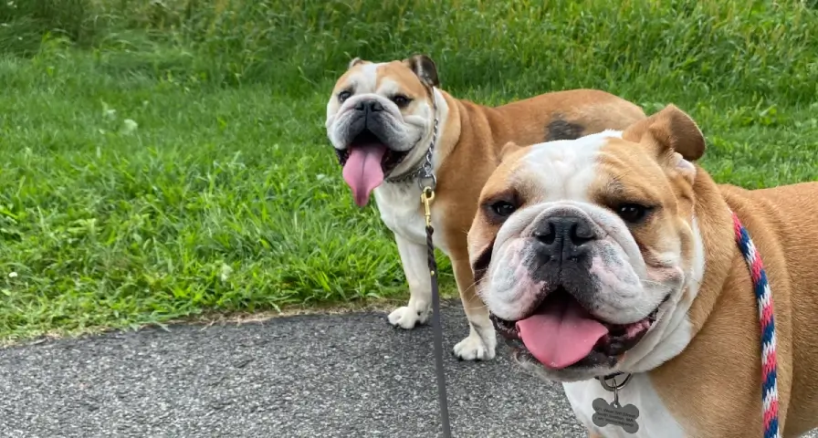 Two happy bulldogs panting outside on a walk.