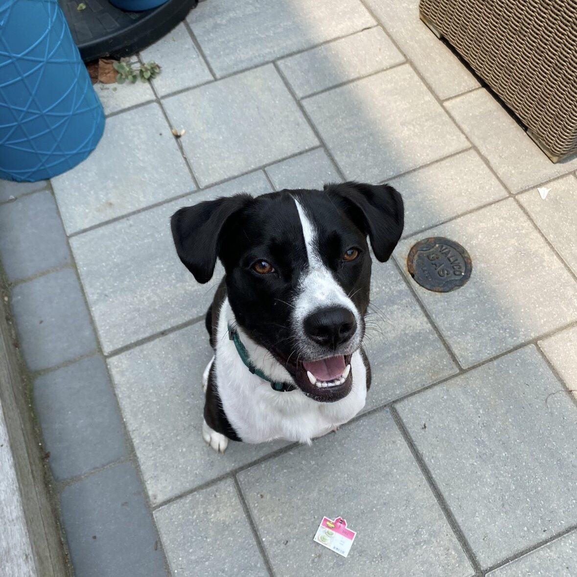 Happy black and white dog sitting on tiled floor outside.