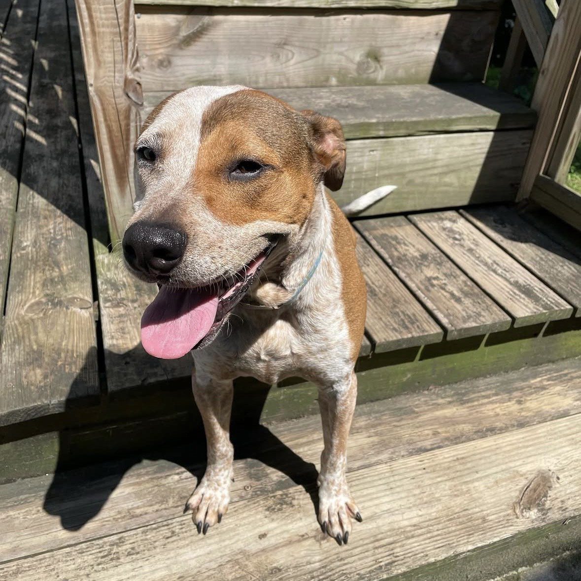 Happy dog sitting on wooden steps in the sunlight.