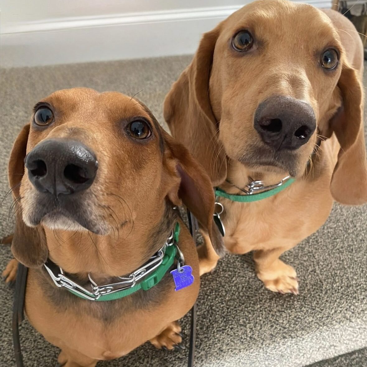 Two brown dogs sitting close together looking up.