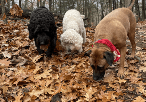 Three curious dogs exploring oak leaves