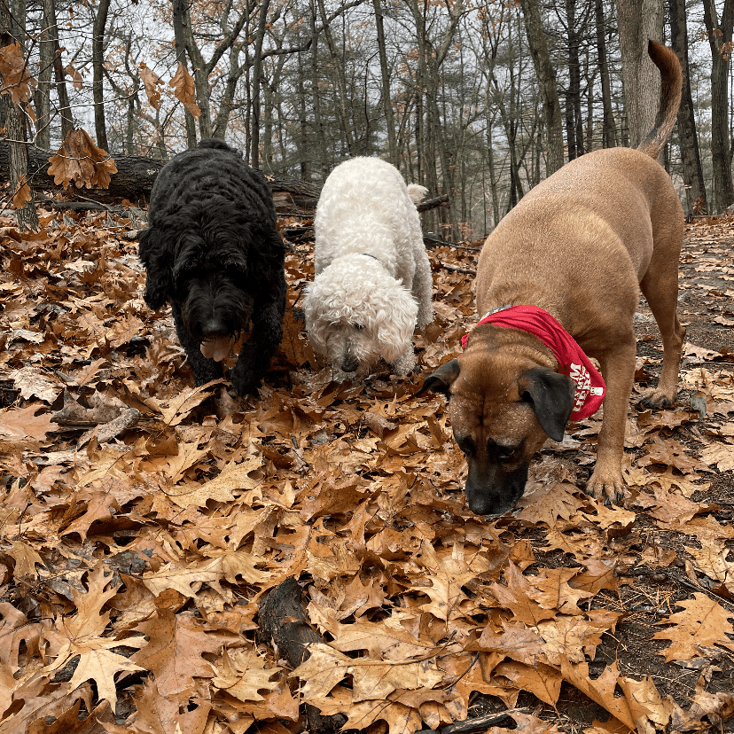 Three curious dogs exploring oak leaves