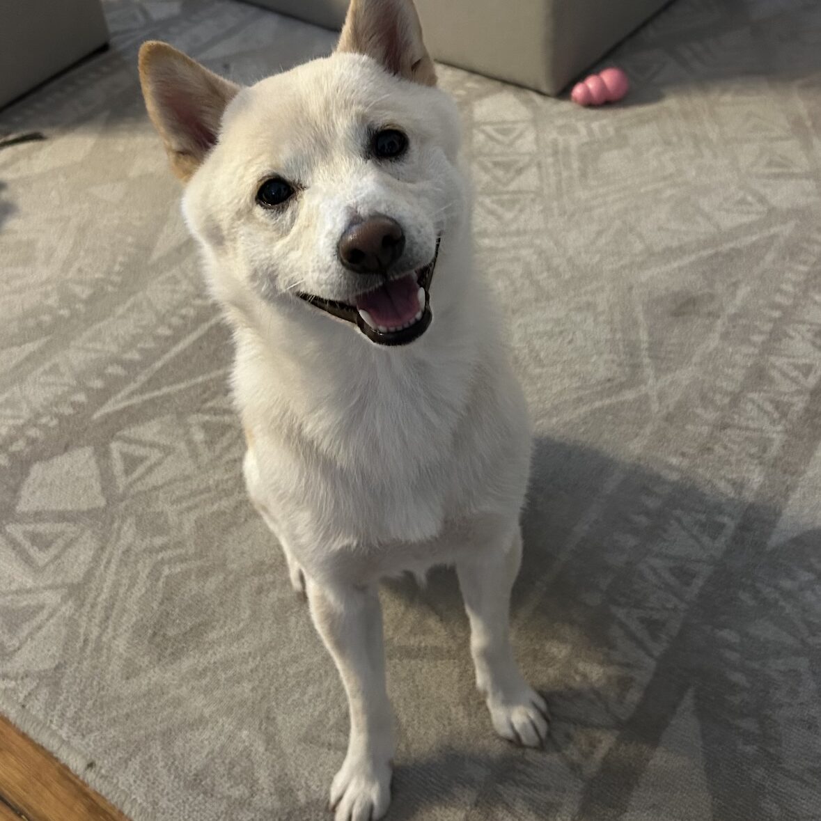 Happy white dog sitting on a patterned rug indoors.