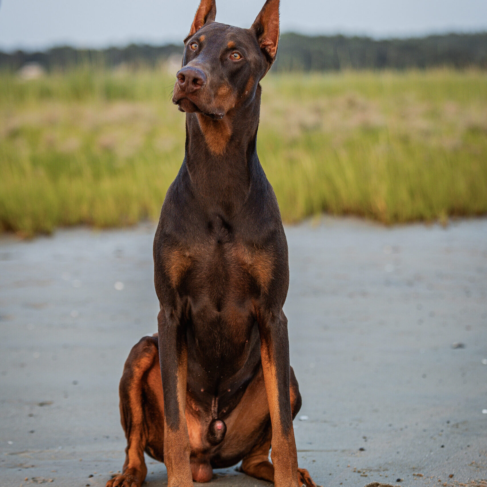 A Doberman Pinscher sitting attentively outdoors near water and grass.