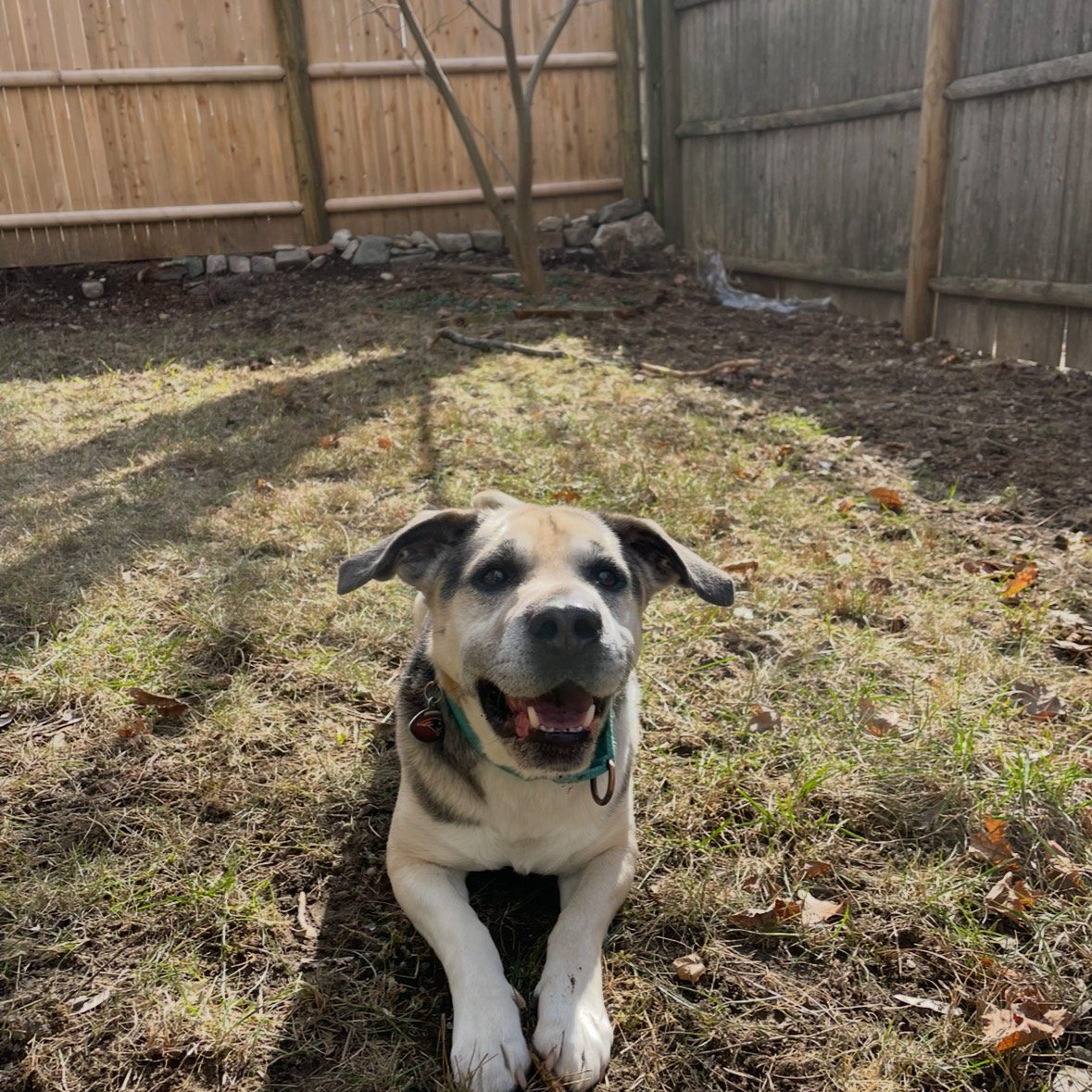 Happy dog sitting on grass in sunlight.